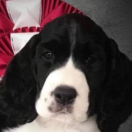 English Springer Spaniels from Kytra's Kennels