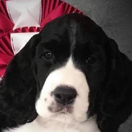 English Springer Spaniels from Kytra's Kennels