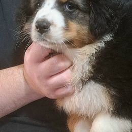 HOLLY - Black tri-color female Australian Shepherd puppy in Elk Creek, Missouri from Hearts on Fire Australian Shepherds