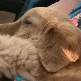 Brown Collar Boy of Five Males - Golden Golden Retriever puppy in Sacramento Area, California from Gold Country Golden Retrievers