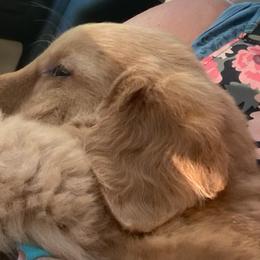 Brown Collar Boy of Five Males - Golden Golden Retriever puppy in Sacramento Area, California from Gold Country Golden Retrievers