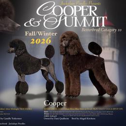 Poodle puppies from Jackalope Poodles