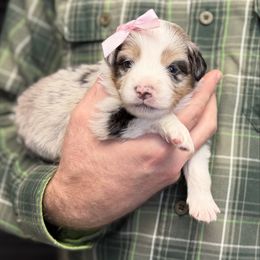 Pringles - Blue merle female Toy Australian Shepherd puppy in Riverton, Utah from Iron Spirit Homestead & Aussies