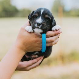 Light Blue - Huckleberry - Black tri male Miniature American Shepherd puppy in Enumclaw, Washington from Mount Peak Mini American Shepherds