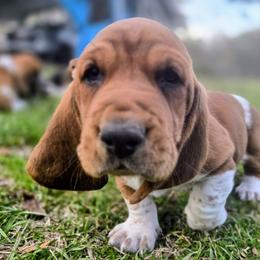 Basset Hound Puppies from Walkers Catuna Bassett Hounds