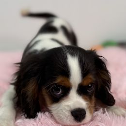 Abby - Tri-color female Cavalier King Charles Spaniel puppy in Miami, Florida from Mario’s Pups