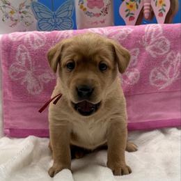 Red - Yellow female Labrador Retriever puppy in Heath Springs, South Carolina from Rich Hill Retrievers