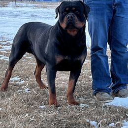 “George Banks” - Rottweiler