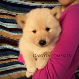 Pomsky Puppies from Dakota Pomskies