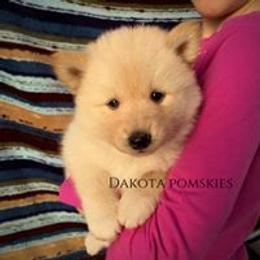 Pomsky Puppies from Dakota Pomskies