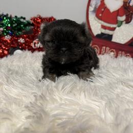 Reba - Sable female Shih Tzu puppy in Boiling Springs, South Carolina from Sherry Whiteside's Shih Tzus