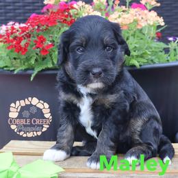 Marley - Phantom male Bernedoodle puppy in Heyworth, Illinois from Cobble Creek Puppies