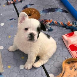 Harry Potter - Black and white male French Bulldog puppy in Franklinton, North Carolina from Sweet Carolina Kennel