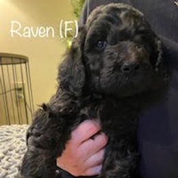 Bernedoodles and Goldendoodles from Kansas City Doodles