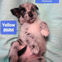 Yellow - Blue merle male Australian Shepherd puppy in Pemberville, Ohio from Samara's Australian Shepherds