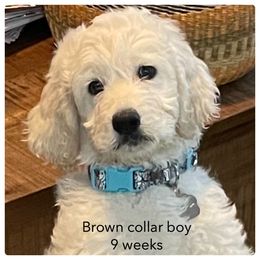 Goldendoodle Puppies from Heartland Poodles and Doodles