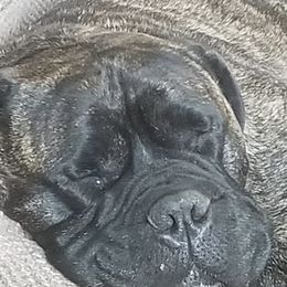 Bullmastiffs from Renegade Bullmastiffs