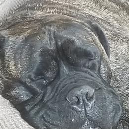 Bullmastiffs from Renegade Bullmastiffs
