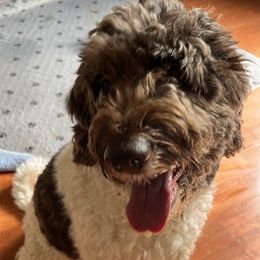 Coco - Labradoodle
