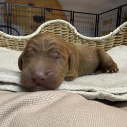 Boy 3 - male Goldendoodle puppy in Clermont, Florida from Da Ruba Doodles