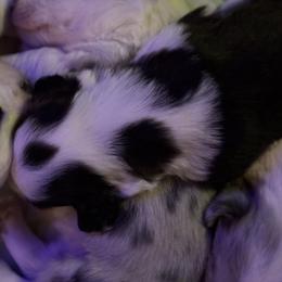 Girl 2 - female Cardigan Welsh Corgi puppy in Dade City, Florida from Red White & Bluie Corgi