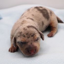 CKC Jenkins - Dapple male Dachshund puppy in Christiansburg, Virginia from Little Legs Luxury Dachshunds