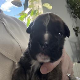 Daphne - Brindle female Boxer puppy in Medical Lake, Washington from Box and Bully Estates: Boxers and Old English Bulldogs