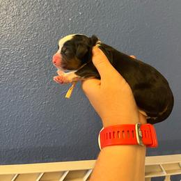 Peach - Tri-color female Bernedoodle puppy in Casper, Wyoming from 307 Doodles