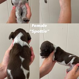 German Shorthaired Pointer Puppies from Lusk Puppies