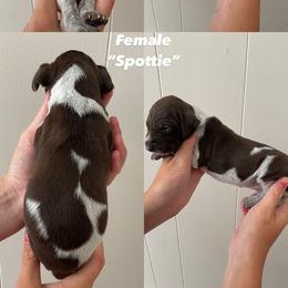 German Shorthaired Pointer Puppies from Lusk Puppies