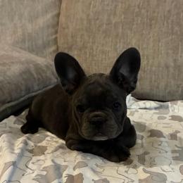 Purple - Blue female French Bulldog puppy in Kyle, Texas from Small Town Frenchies