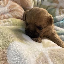 Vivian - Black and tan female Brussels Griffon puppy in Ogden, Utah from Shelly's Brussels Griffons