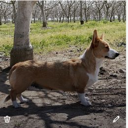 Little miss - Cardigan Welsh Corgi