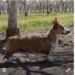 Little miss - Cardigan Welsh Corgi