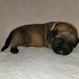 Boy 4 - Fawn Mastiff puppy in Aurora, Colorado from Bratay Mastiffs