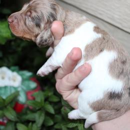 Prada Chocolate Dapple Pie Girl - Dapple female Dachshund puppy in Stockton, California from Wiggles & Wags Dachshund's