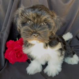 AXEL - AKC - Black and white male Havanese puppy in Verden, Oklahoma from Holcombs Puppy Ranch