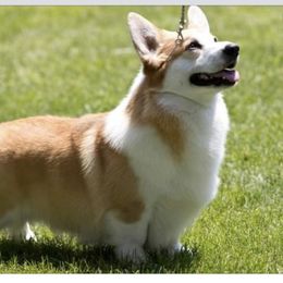 Maverick - Pembroke Welsh Corgi