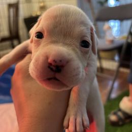 Georgia - White female Boxer puppy in Las Vegas, Nevada from Venician Boxers