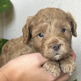 Luna - Buff female Cockapoo puppy in Maurice, Louisiana from Cajun Cockapoo’s