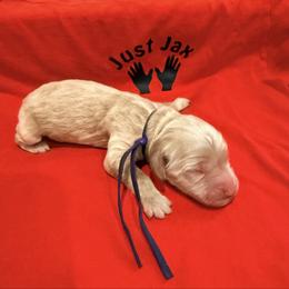 Girl 3 - Cream female Goldendoodle puppy in Houston, Texas from Were The Mack'Doodles