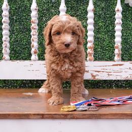 Australian Labradoodle Puppies from New England Labradoodles