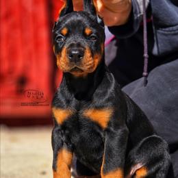 Onyx - Black and rust male Doberman Pinscher puppy in China Township, Michigan from Snell's Superior Kennel Dobermann & GSP