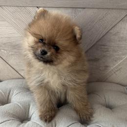 Pearl - Cream sable female Pomeranian puppy in Ladera Ranch, California from Tinkerpoms