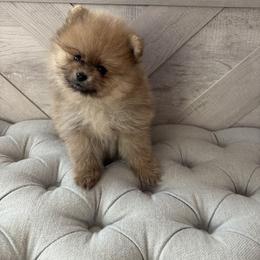 Pearl - Cream sable female Pomeranian puppy in Ladera Ranch, California from Tinkerpoms