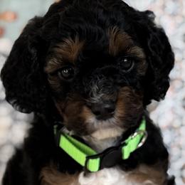 Nantucket - Tri-color male Cavapoo puppy in Beckley, West Virginia from By Design Doodles