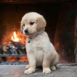 Biscuit - Golden female Golden Retriever puppy in Eugene, Oregon from Oregon's Legendary Goldendoodles
