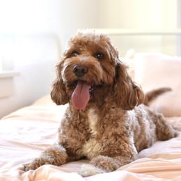 Poppy - Goldendoodle