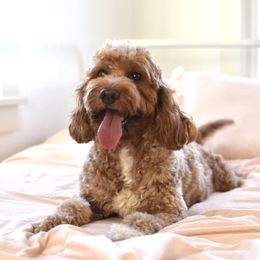 Poppy - Goldendoodle