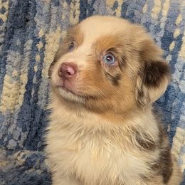Teddy - Red merle male Miniature American Shepherd puppy in Plant City, Florida from Osborne & Stormborn FL Kennels